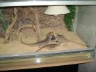 Verkaufe mein Terrarium 120 60 50 mit 3 wunderschönen Bartagamen
