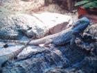 4 Bartagame mit Terrarium und Beleuchtung
