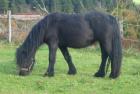 Fellponys verschiedenen Alters