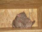 Chinchilla Nachwuchs sucht Liebevolles zuhaus