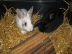 Zwei 8 wochen alte Kaninchen dringend abzugeben