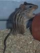 1 0 Lemniscomys Barbarus Vielstreifengrasmaus Männchen