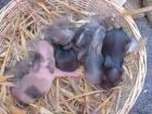 Nhd Zwergwidder Jungtiere Zuchttiere suchen ein neuen Möhrenspender
