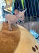 Peterbald Kitten suchen ein schönes Zuhause