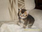 Hurra unsere BKH-Kitten sind geboren 22. 4. 09