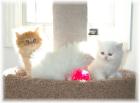 Perser Babies suchen liebe neue Zuhause