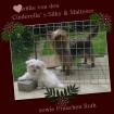 Suche Shih Tzu Hündin