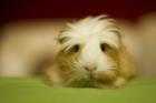 2 Meerschweinchen Coronet uns Sheltie Satin 50Euro mit Holzvilla abzugeben