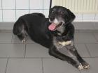 H I L F E ich werde getötet wenn mich keiner adoptiert