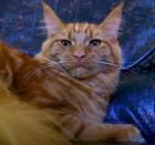 Maine Coon Katze in red solid.
