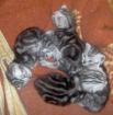 Es sind noch 2 Meine coon mix babys 8 wochen in silber tabby