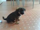 Hundewelpen
