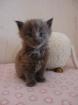 Maine Coon Babys suchen.