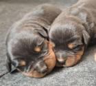 Rottweiler Welpen