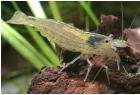 Amanogarnele Caridina japonica multidentata