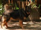 Altdeutsche Schäferhundwelpen Wurfankündigung 2022