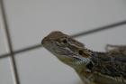 Bartagame yellow-snow/orange-mix