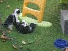 Katzenkinder 10 Wochen alt