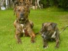 Hundepaar - Dogo Argentino Mix Dogo Canario 3Jahre alt