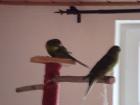 3-Monate altes Ziegensittichweibchen zu verkaufen