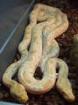 1 1 Albino Tigerpython zu verkaufen