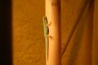 1 1 Phelsuma Quadriocellata Parva West mit Terrarium