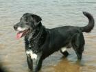 Super lieber schmusiger verspielter Topfitter Labrador