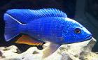 9 Haplochromis Ahli 2 Monate abzugeben