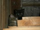 Katzenbabys zu vergeben