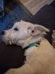 Kalle kinderlieber Terrier-Mischling