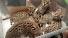 Exotische Savannen Serval und Bengal-Kätzchen