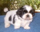 Shih - Tzu - Babys aus liebevoller Familienzucht