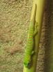 0. 0. 1 Phelsuma Grandis High Red von 02/2008