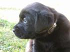 SCHWARZE LABRADOR WELPEN REINRASSIG