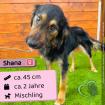 Shana Mischling Hündin ca. 2 Jahre ca. 45 cm Geimpft gechipt kastriert entwu