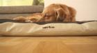 Das gesunde moderne Hundekissen AIR von SLEEPY DOG