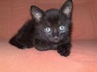 Siam katze 2 5 monate alt