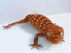 Nephrurus Amyae Nephrurus wheeleri