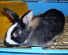 Lucy 4 Monate alt sucht liebevolles zuhause. Mit Käfig abzugeben