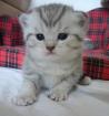 2 BKH Kater - Wer verliebt sich in uns