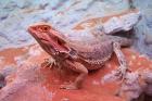 Bartagame Blood - Jungtiere und Adulte abzugeben