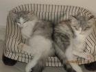 3 wunderschöne Norweger-Mädchen suchen noch einen Kuschelplatz