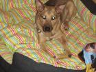 Felix Mischlingsschäferhund sucht ein liebes zuhause