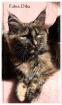 Maine Coon Kitten