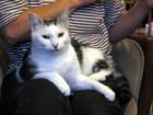 Notfälle - 11 Katzen