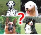 Hundeschule in Niedersachsen gesucht