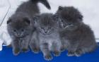 Scottish Fold / Straight BKH