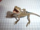 Wunderschöne Bartagamenbabys rot gelb natur