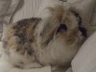 Wundervoller Angora - Widder Hase m