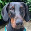 TULIO - Dobermann - 2 Jahre - Tierhilfe-Franken e. V.